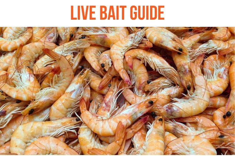 Live Bait Guide
