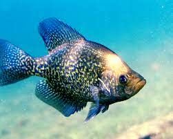 Crappie Fishing Tips