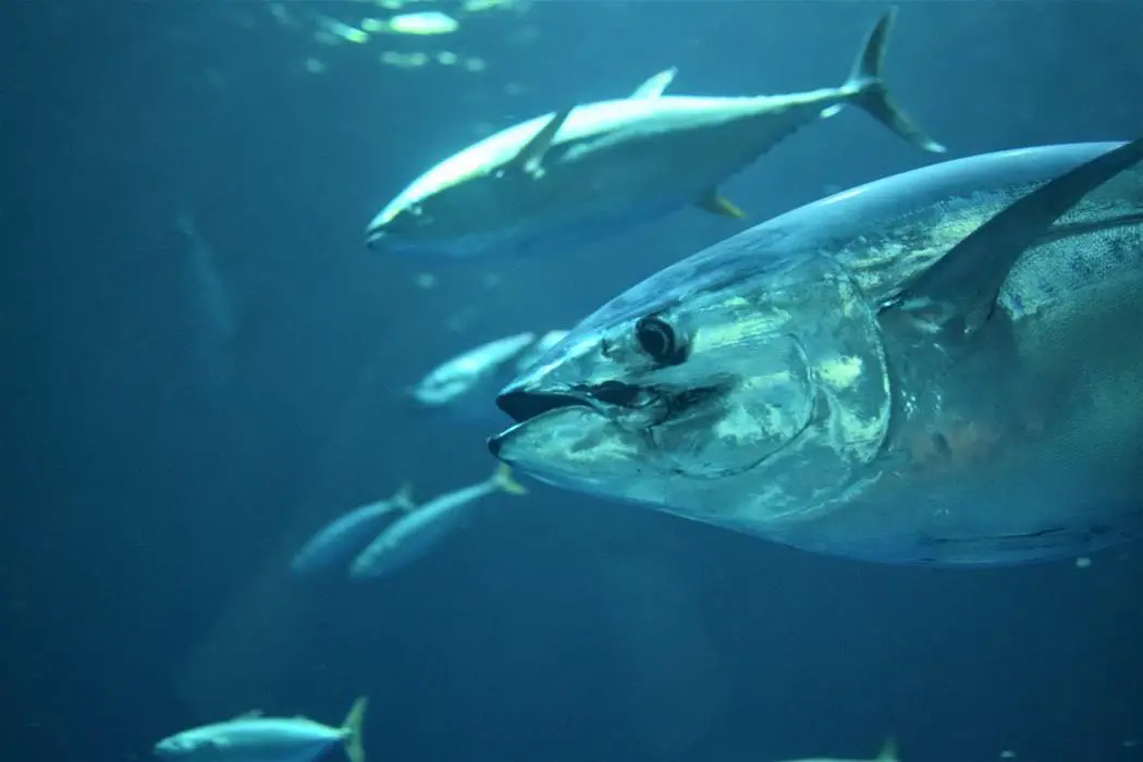 Tuna Fishing Tips