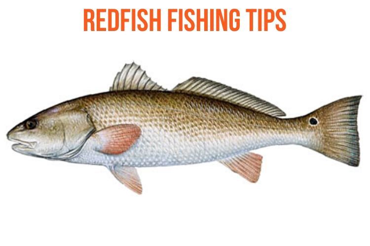 Redfish Fishing Tips