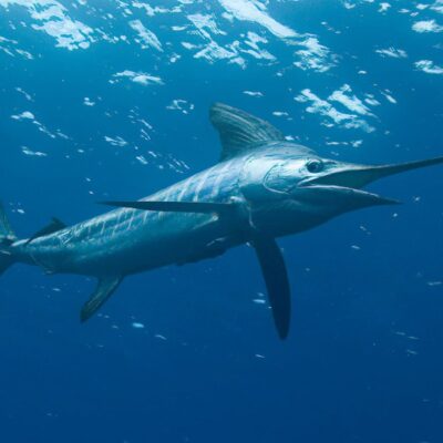 Marlin species targeted with overhead reel