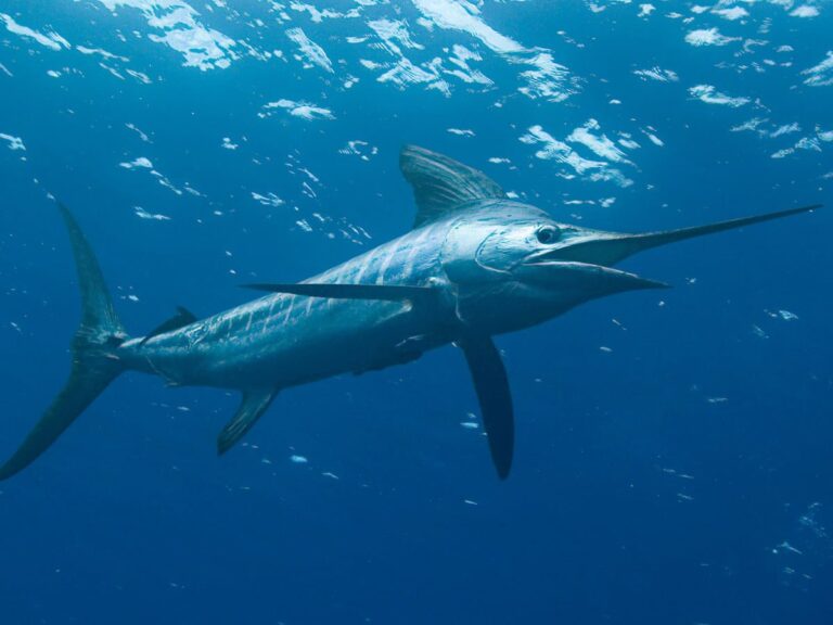 Marlin species targeted with overhead reel