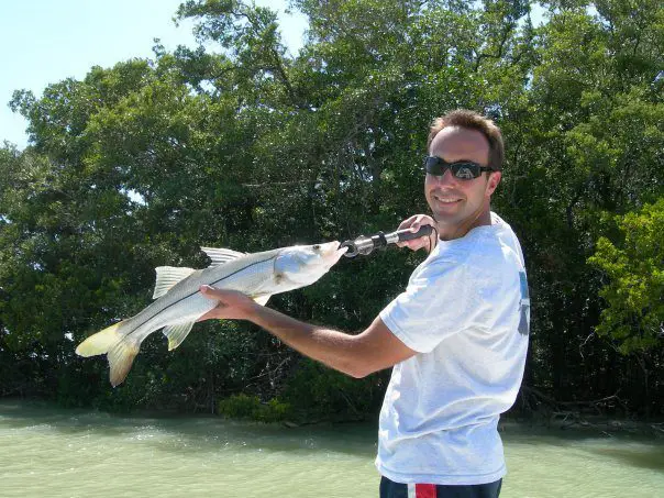 Common Snook