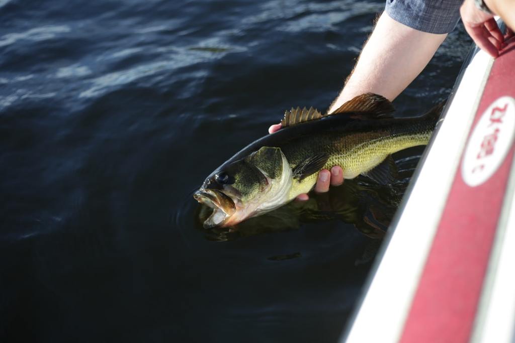 Bass with Soft Plastic Lures