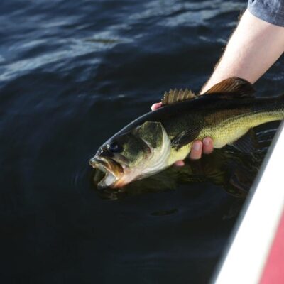 best topwater lures for bass