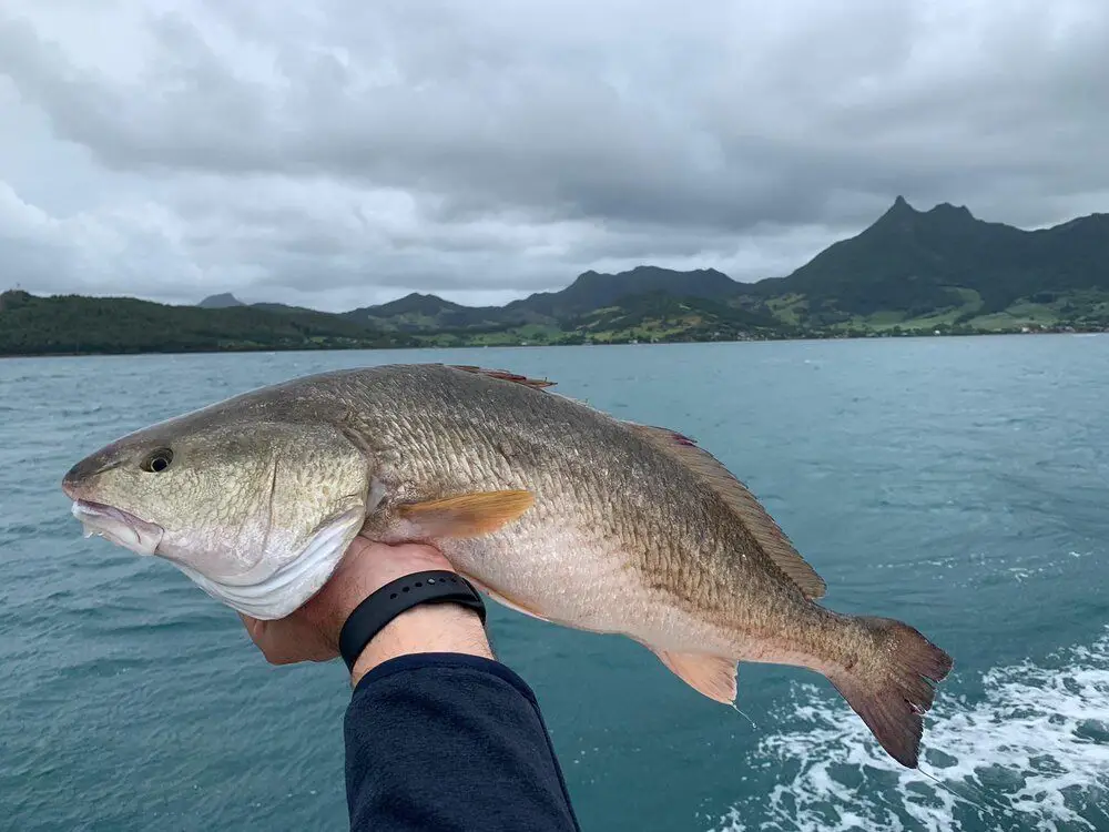 Redfish caught and held up in front of a lake