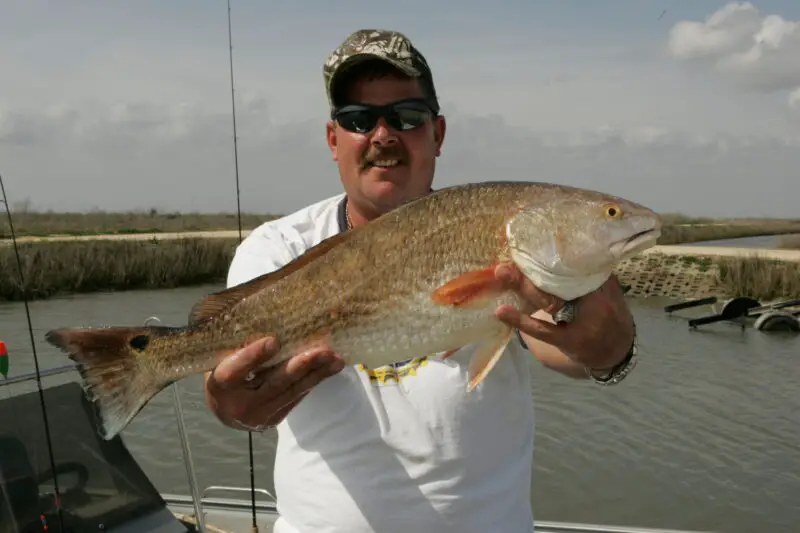 Redfish caught and held up with lure