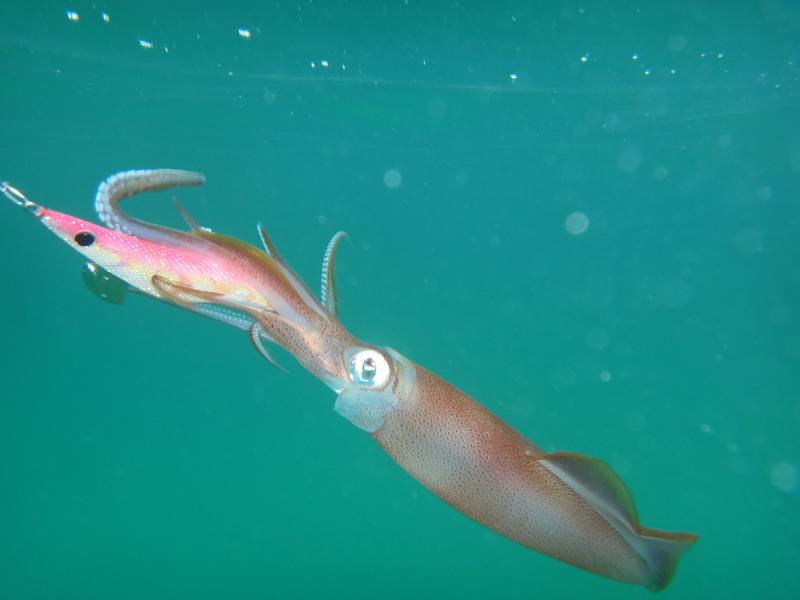 Squid Fishing Tips Jig
