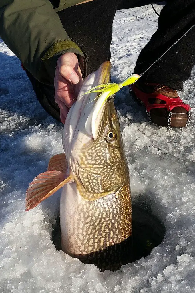 pike caught ice fishing in hole