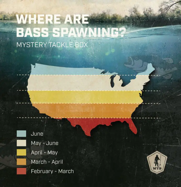 When do bass spawn 