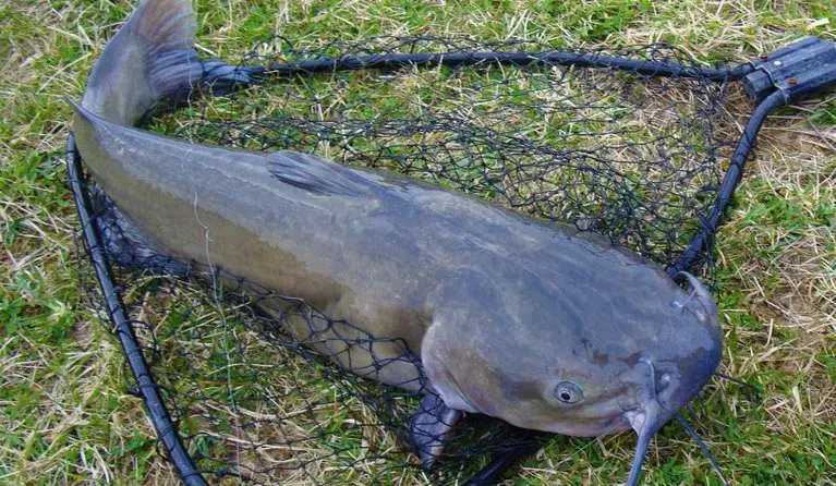 Catfish caught in a net
