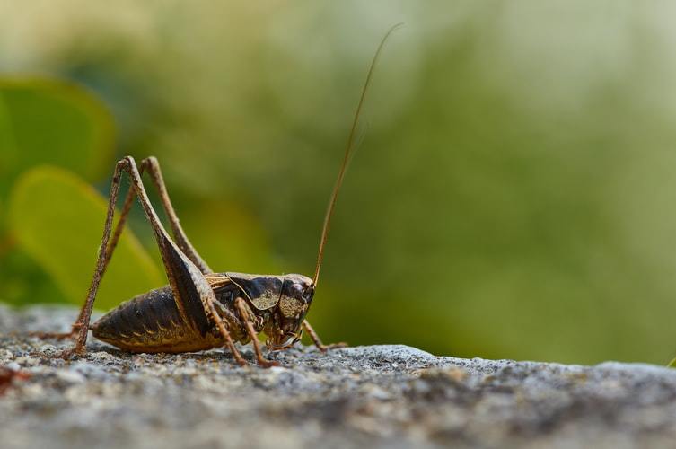 A cricket insect