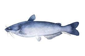Blue Catfish Bait