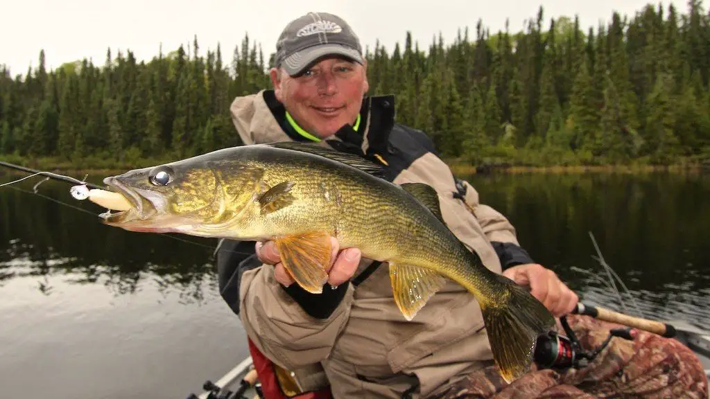 walleye fish caught and held up