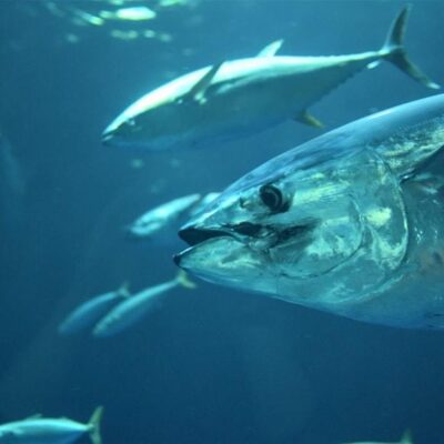 Tuna fish underwater