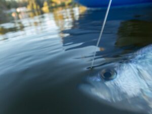 Using Colored Fishing Line What Is The Best Color Fishing Line For Crappie? – All Fishing Gear