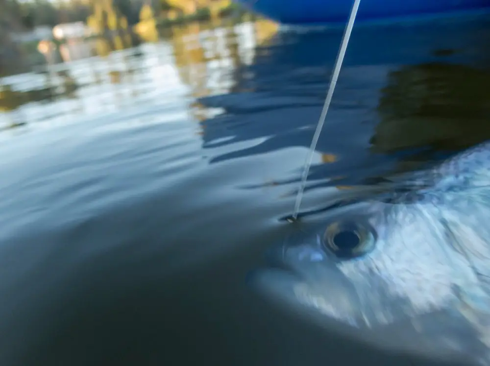 Crappie fish caught underwater