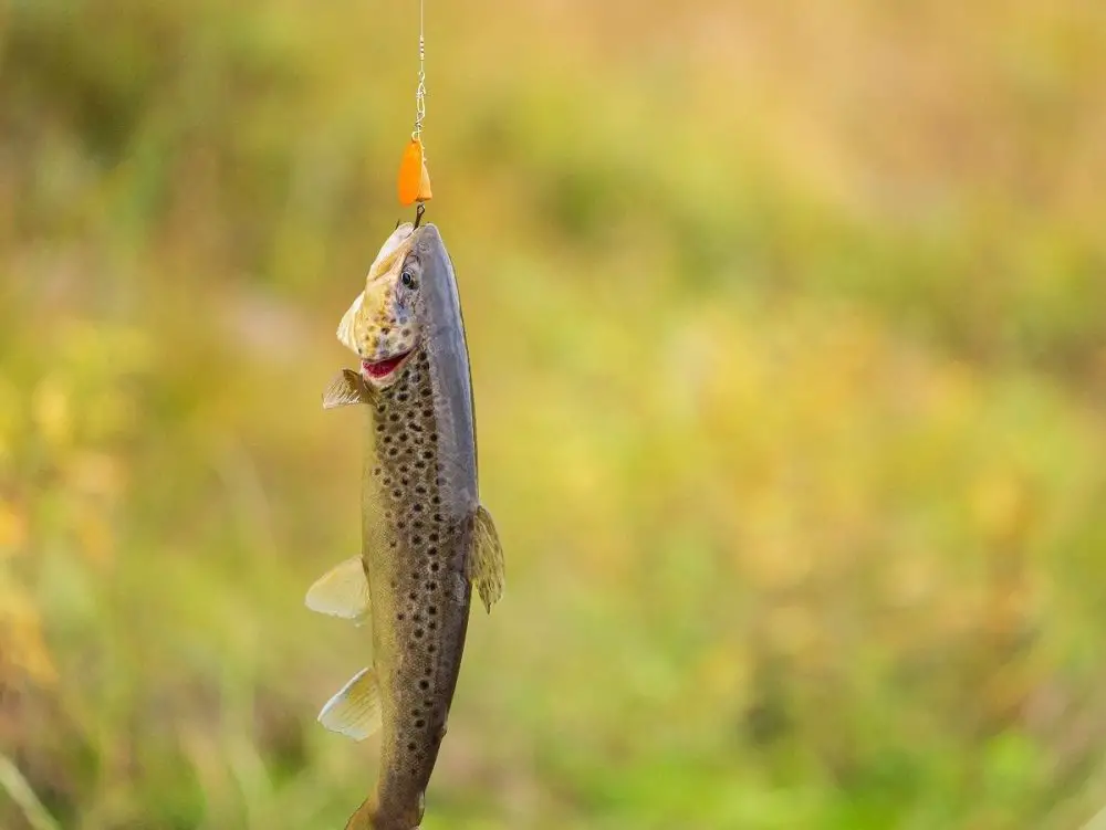 A trout caught and held by the fishing line