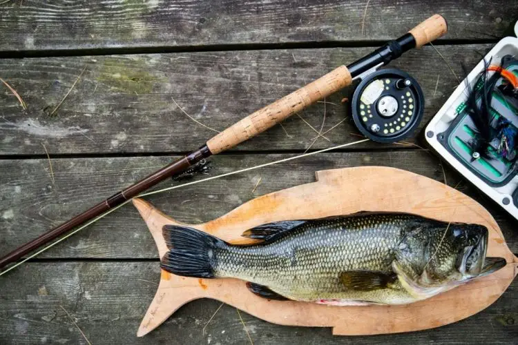 Bass caught next to a fly rod and reel