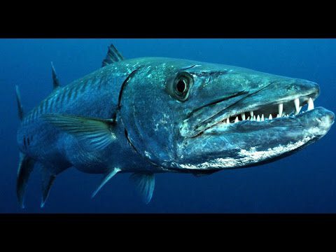 how to catch barracuda