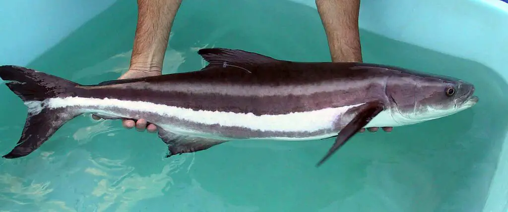 Cobia Caught and held suspended in water