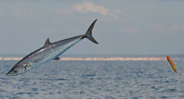 Mackerel Fish jumping out of the water