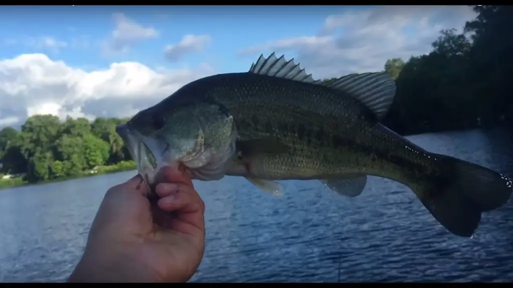 Easy Largemouth Bass Fishing for Beginners