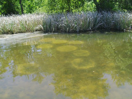 how to find bedding bass example in a pond during the bass spawn