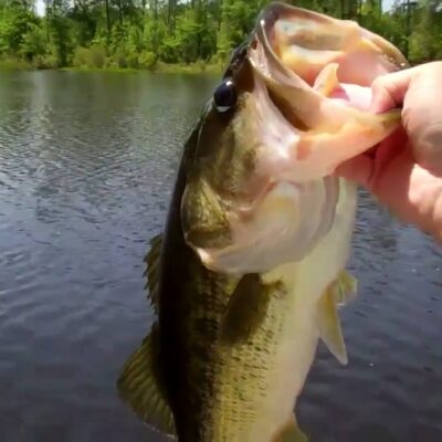Largemouth bass caught and held up above the water