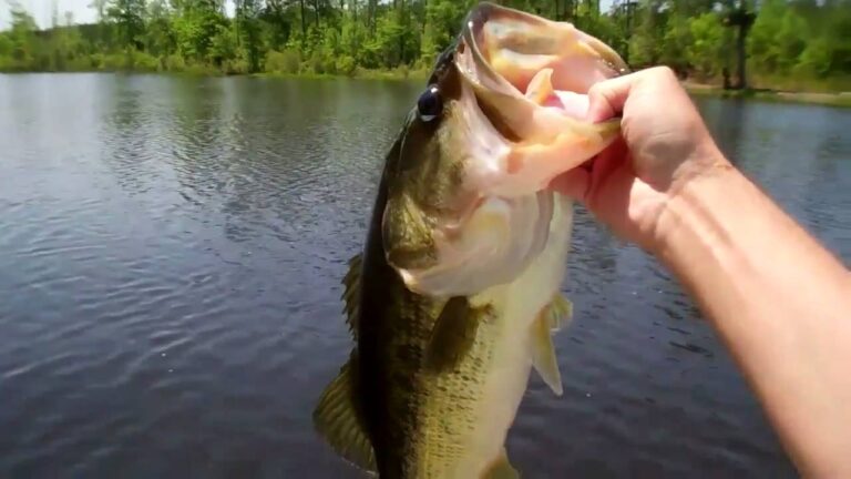 Largemouth bass caught and held up above the water