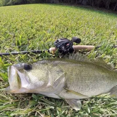 Largemouth bass caught next to a baitcasting reel