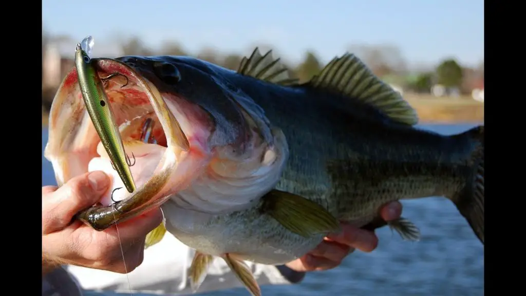 largemouth bass