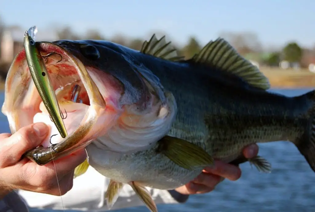 largemouth bass with mouth held open