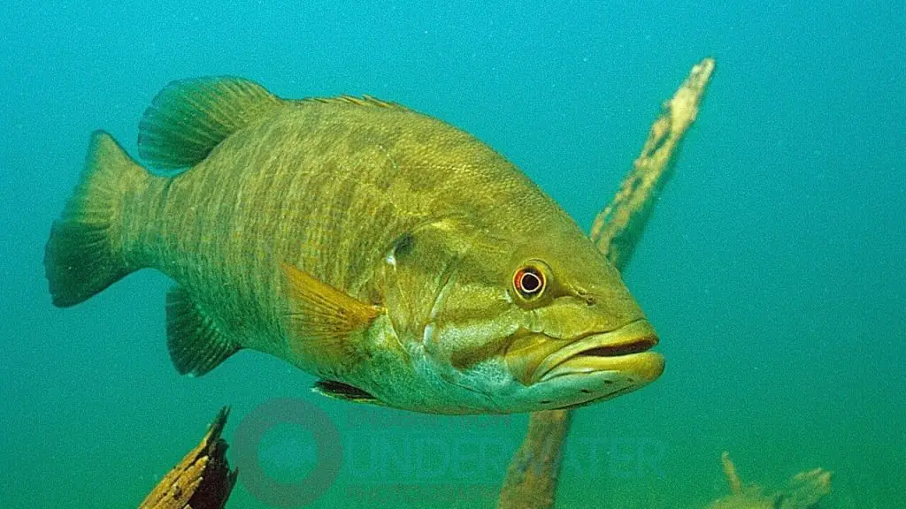 small mouth bass underwater