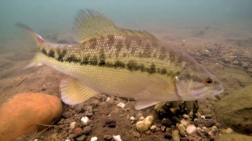spotted bass underwater