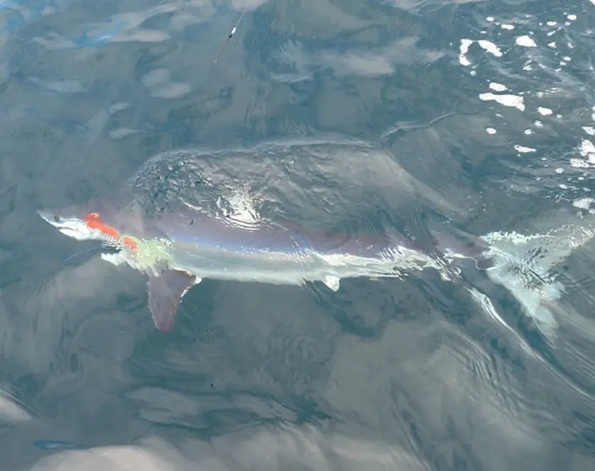 California Mako Shark Fishing, Source: On The Fly Fishing Charters