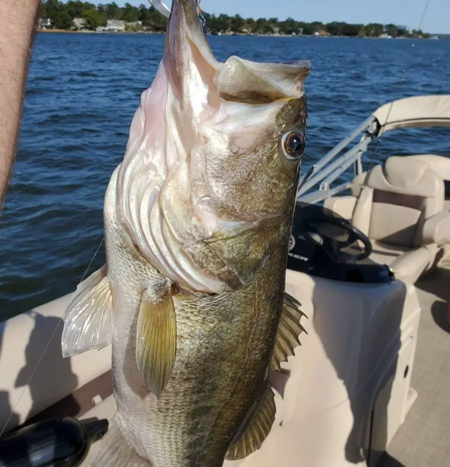 holding up a bass caught at lake conroe, texas