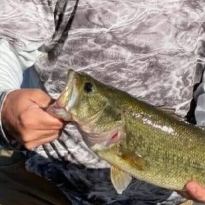 a bass caught at lake ray roberts, texas