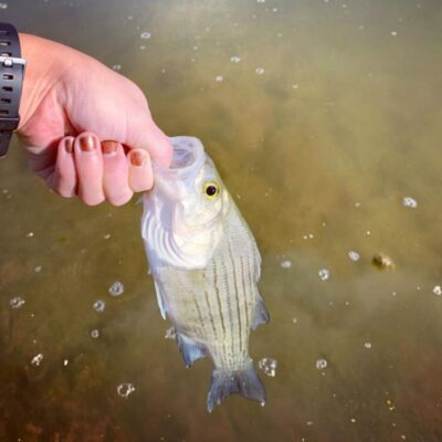 a striped bass caught at lake texoma, texas