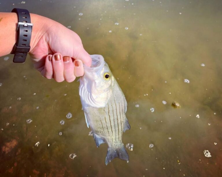 a striped bass caught at lake texoma, texas