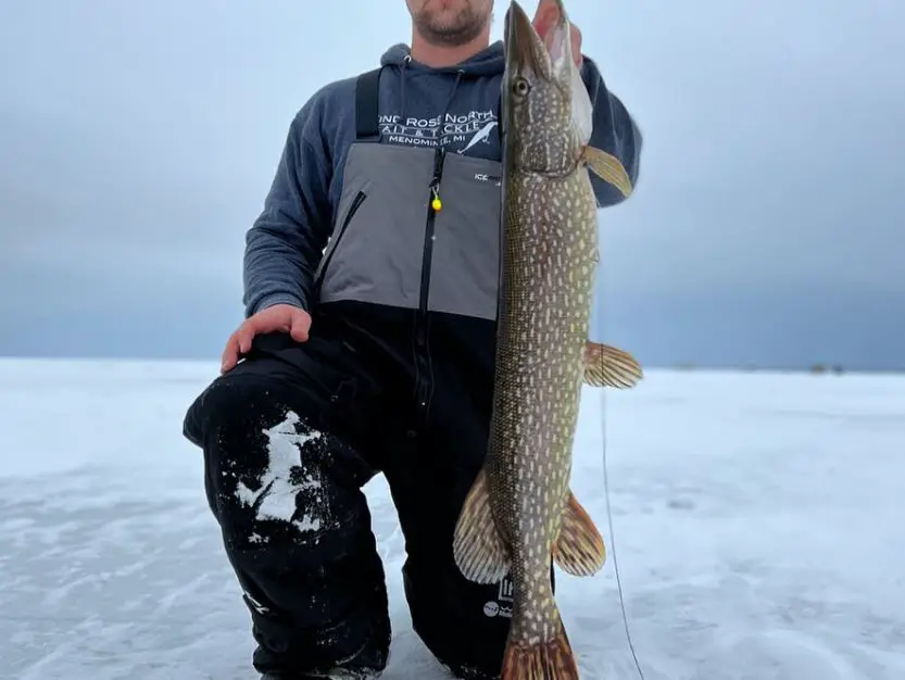 holding a pike caught at little bay de noc