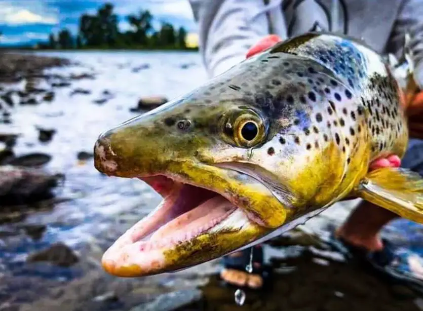 Montana Trout Fishing, Source: Casting for Conservation