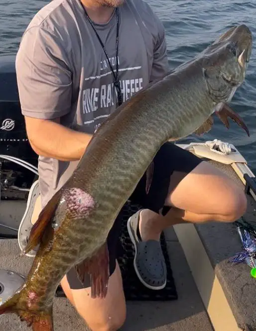 holding a musky caught at st lawrence