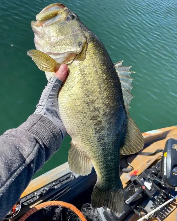 holding a bass caught in texas
