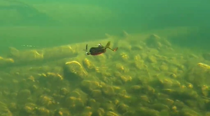 Chatterbait in Action Underwater