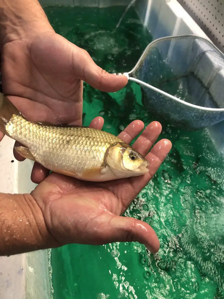 bass bait fish held in my hand