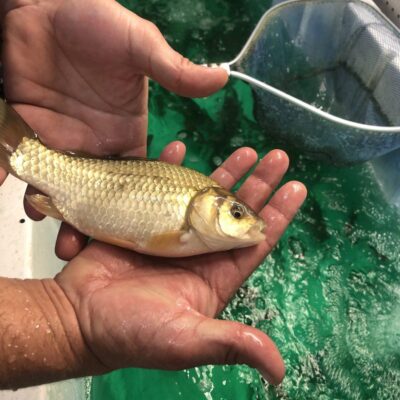 bass bait fish held in my hand