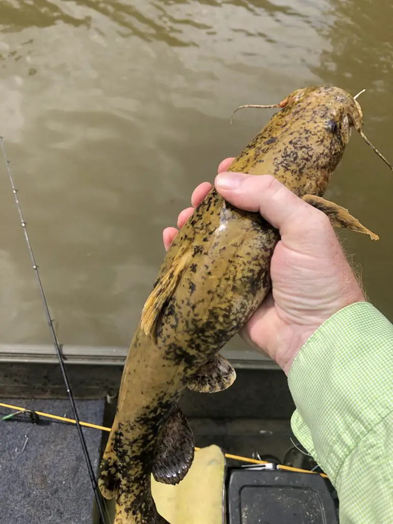 Flathead Catfish caught by Donny Karr