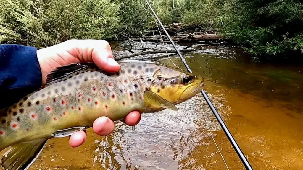 tackle for trout fishing