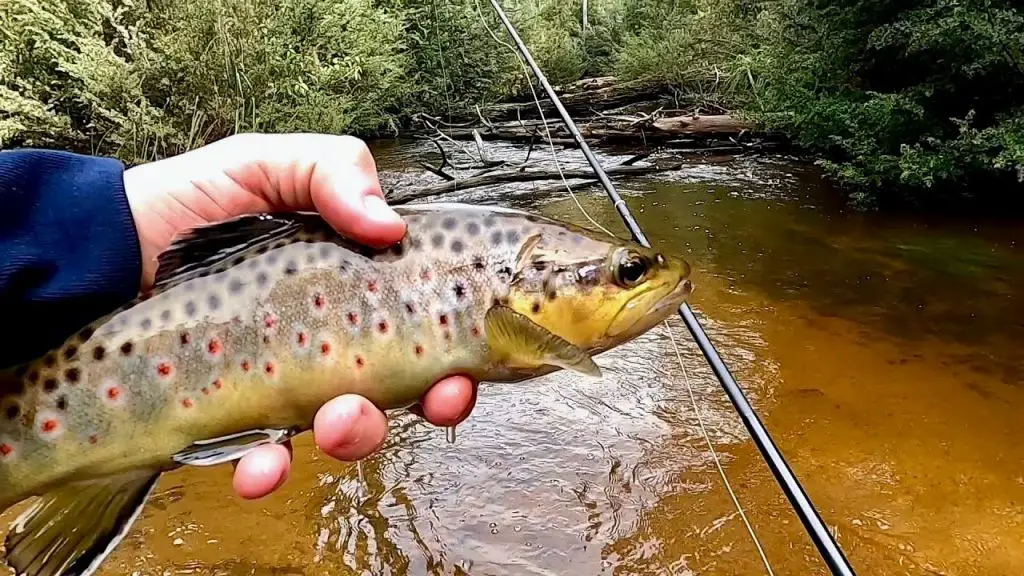 trout caught in river held up focused on tackle used